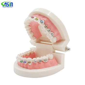 1pc Dental Tratamento Ortodôntico Modelo Com Ortho Metal Cerâmica Suporte de Arco de Arame Bucal Tubo de Ligadura Laços Dental Ferramentas